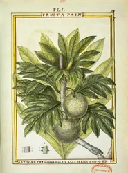Brödfrukt (Artocarpus altilis), akvarell av Delahaye