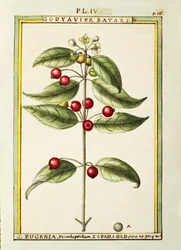 Brush Cherry (Eugenia pseudo-pridium), akvarell av Delahaye