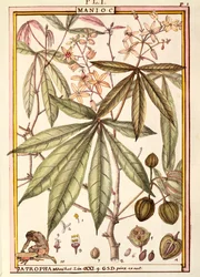 Cassava (Jatropha manihot), av Delahaye, akvarell