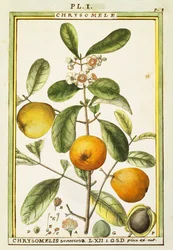 Chrysomele (Chrysomelis senticosa), akvarell av Delahaye