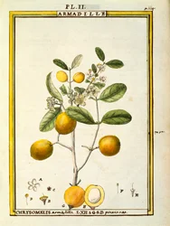 Chrysomelis Armadilla, akvarell av Delahaye