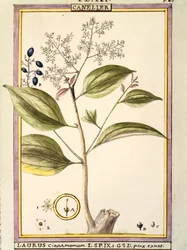 Kanel (Laurus cinnamomum), akvarell av Delahaye