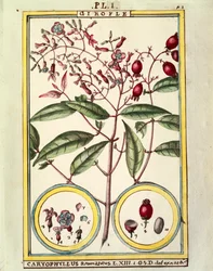 Kryddnejlika (Caryophyllus Aromaticus), akvarell av Delahaye