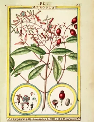 Kryddnejlika (Caryophyllus Aromaticus), akvarell av Delahaye