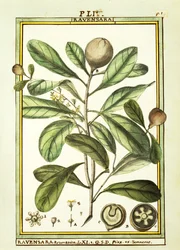 Cryptocarya Aromatica, akvarell av Delahaye
