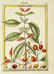 Eugenia Brignolla, akvarell av Delahaye