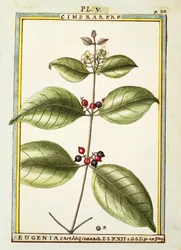 Eugenia Carthage, akvarell av Delahaye