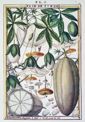 Frukter och blommor av baobabträd (Adansonia digitata) av Delahaye, från Florindie eller Historie physico-economic des Vegetaux de la Torride