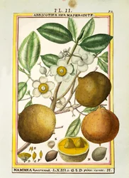 Mammee-äpple (Mammea americana), akvarell av Delahaye