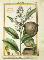 Monkey Pot Nut (lecythis minor), akvarell av Delahaye