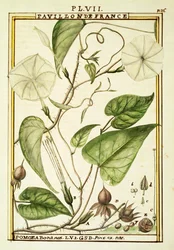 Månblomma eller månranka (Ipomoea Alba), akvarell av Delahaye