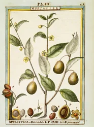 Muskotnöt (Myristica fragrans eller officinalis), akvarell av Delahaye