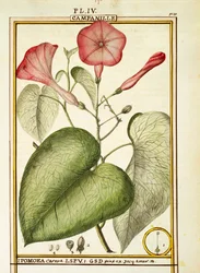 Pink Morning Glory (Ipomoea Carnea), akvarell av Delahaye