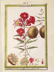 Granatäpple (Punica granatum), akvarell av Delahaye