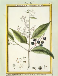 Red Bay Tree (Laurus borbonia eller Persea carolinensis), akvarell av Delahaye