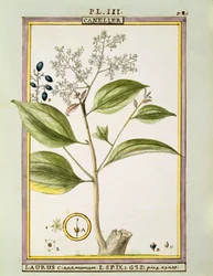 True Cinnamon (Cinnamomum Verum), akvarell av Delahaye