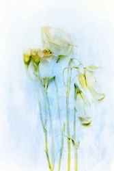 Ömtåliga, vissnande blommor
