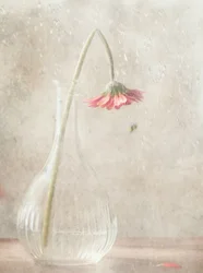 En bleknande rosa blomma