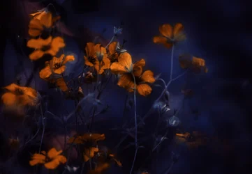 Lysande orange blommor
