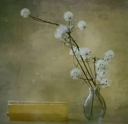 Lugna, fluffiga blommor