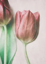 Tulpaner i mjuka rosa nyanser