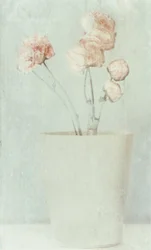 Mjuka, blekta blommor