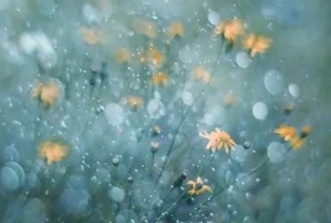 Glittrande gula blommor