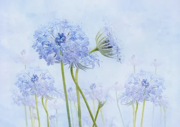 Eteriska blå blommor