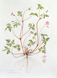 Herb Robert (wc på papper)