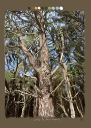 Lines that make trees, 2022 (digitalt konstverk skapat på iPad)