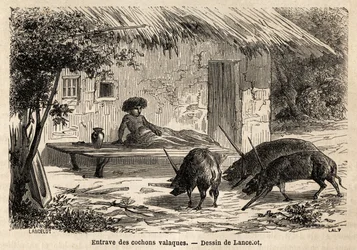 Hinder för anterieterna, således immobiliserade, av valaque grisar, i Rumänien. Gravyr för att illustrera resan från Paris till Bukarest, av Lancelot, ritare, 1860, publicerad i "Le tour du monde, nouveau journal des voyages", under ledning av o