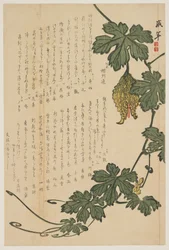 Bitter melon, 1825 (trätryck i färg)