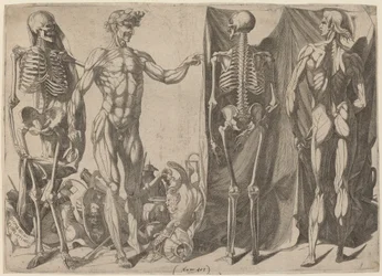 Skelett och skinn