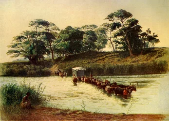 "Tjurvagn korsar en drift på Umbeloisfloden-Swaziland", 1902.