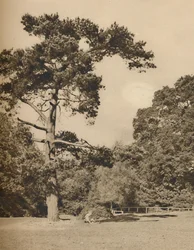 I Hadley Woods, rest av den gamla kungliga jaktskogen i Enfield Chase, c1935.