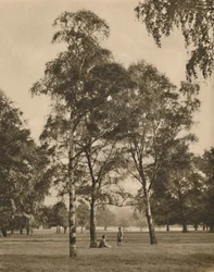 The Lace-Work of the Leaves: A Summer Morning in Hyde Park, c1935.