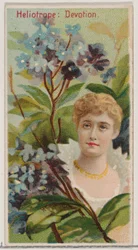 Heliotrope: Devotion, från serien Floral Beauties and Language of Flowers N75 för Du..., 1892.