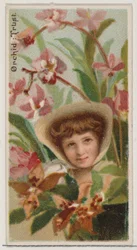 Orchid: Trust, från serien Floral Beauties and Language of Flowers N75 för Duke bran..., 1892.