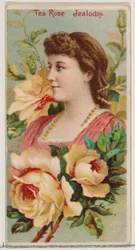 Tea Rose: Jealousy, från serien Floral Beauties and Language of Flowers N75 för Duke..., 1892.