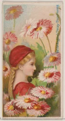Wild English Daisy: Daintiness, från serien Floral Beauties and Language of Flowers N..., 1892.