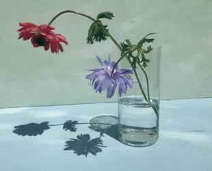 Livfulla blomsterskuggor