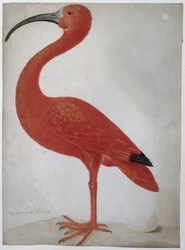 Scarlet Ibis med ett ägg