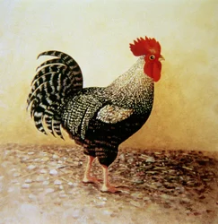Spräcklig tupp (akryl på duk)
