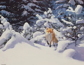 Räv i djup snö med granar