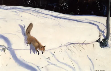 Räv som hoppar från en snöig bank