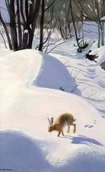 Hare i snön