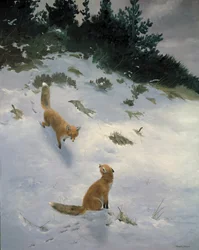 Kärlek vid första ögonkastet, Rävar i snön