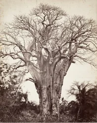 Baobab på Moheli, 1863.