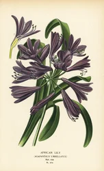Afrikansk lilja, Agapanthus africanus (Agapanthus umbellatus). Kromolitografi från en illustration av Desire Bois från Edward Step