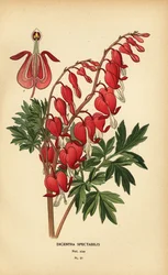 Asiatiskt blödande hjärta, Lamprocapnos spectabilis.